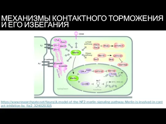 МЕХАНИЗМЫ КОНТАКТНОГО ТОРМОЖЕНИЯ И ЕГО ИЗБЕГАНИЯ https://www.researchgate.net/figure/A-model-of-the-NF2-merlin-signaling-pathway-Merlin-is-involved-in-contact-inhibition-by_fig2_324020315