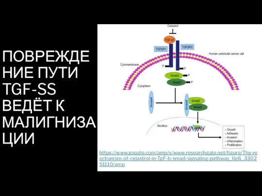 ПОВРЕЖДЕНИЕ ПУТИ TGF-SS ВЕДЁТ К МАЛИГНИЗАЦИИ https://www.google.com/amp/s/www.researchgate.net/figure/The-mechanism-of-celastrol-in-TgF-b-smad-signaling-pathway_fig6_330251110/amp