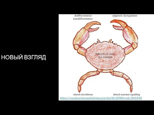 НОВЫЙ ВЗГЛЯД https://royalsocietypublishing.org/doi/10.1098/rsob.200358