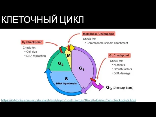 КЛЕТОЧНЫЙ ЦИКЛ https://ib.bioninja.com.au/standard-level/topic-1-cell-biology/16-cell-division/cell-checkpoints.html