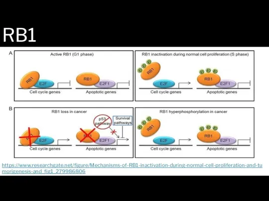 https://www.researchgate.net/figure/Mechanisms-of-RB1-inactivation-during-normal-cell-proliferation-and-tumorigenesis-and_fig1_279986806 RB1