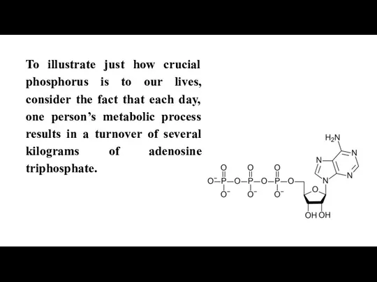 To illustrate just how crucial phosphorus is to our lives, consider the