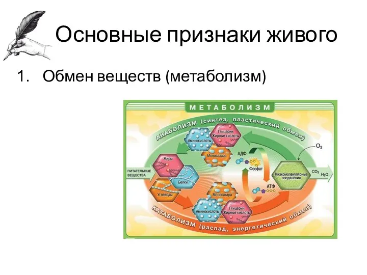 Основные признаки живого Обмен веществ (метаболизм)