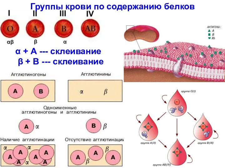 Группы крови по содержанию белков α + А --- склеивание β + В --- склеивание