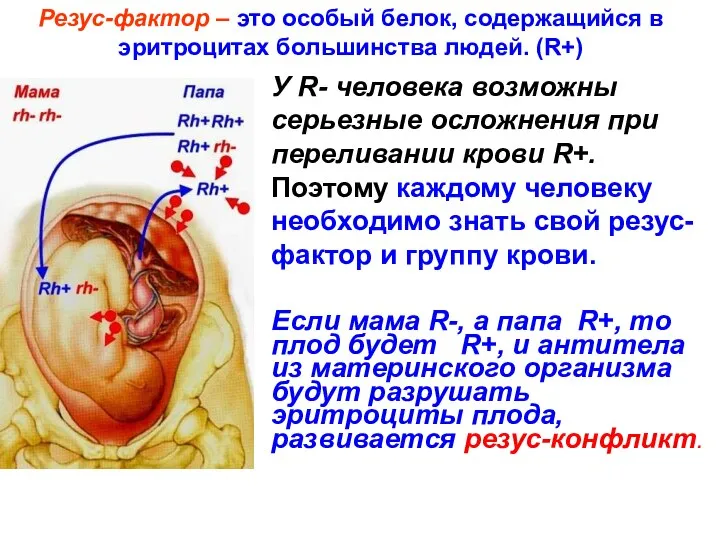 Резус-фактор – это особый белок, содержащийся в эритроцитах большинства людей. (R+) У