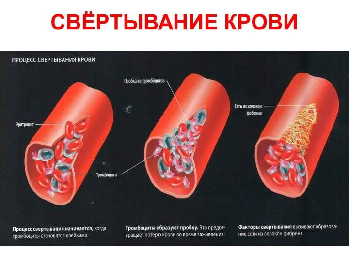 СВЁРТЫВАНИЕ КРОВИ