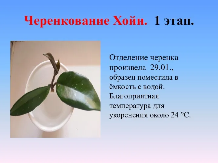 Черенкование Хойи. 1 этап. Отделение черенка произвела 29.01., образец поместила в ёмкость