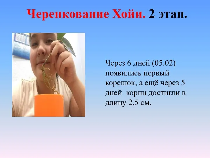 Черенкование Хойи. 2 этап. Через 6 дней (05.02) появились первый корешок, а