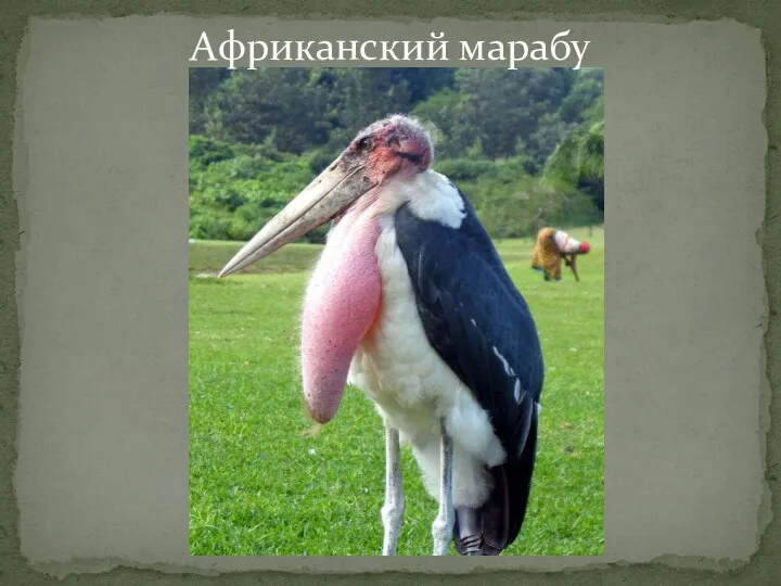 Африканский марабу