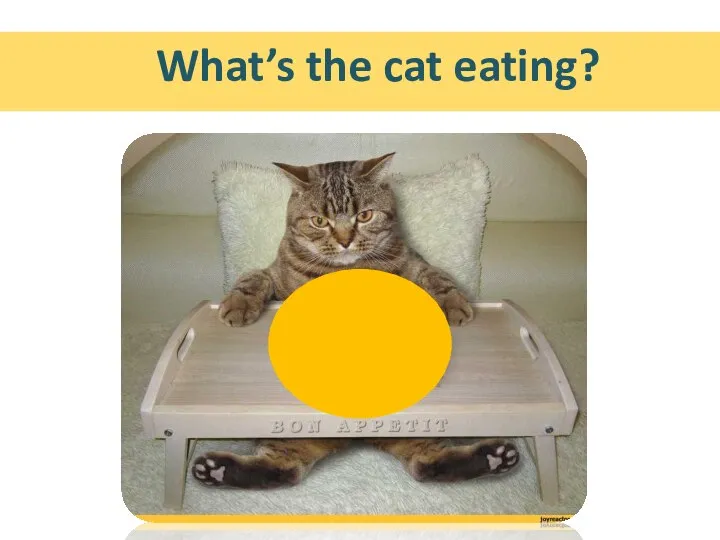 What’s the cat eating?