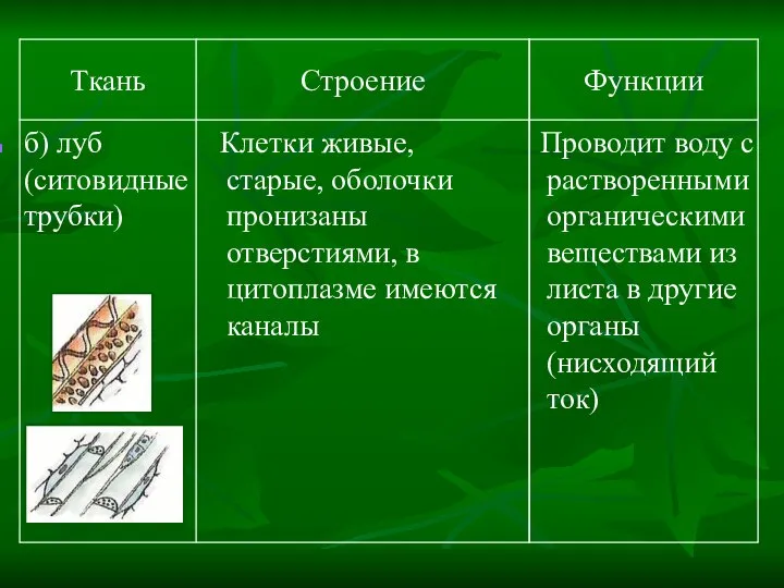 Проводит воду с растворенными органическими веществами из листа в другие органы (нисходящий