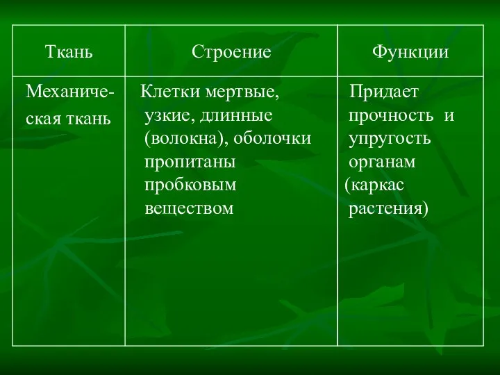 Придает прочность и упругость органам (каркас растения) Клетки мертвые, узкие, длинные (волокна),