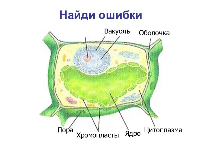 Хромопласты Вакуоль Оболочка Цитоплазма Ядро Пора Найди ошибки