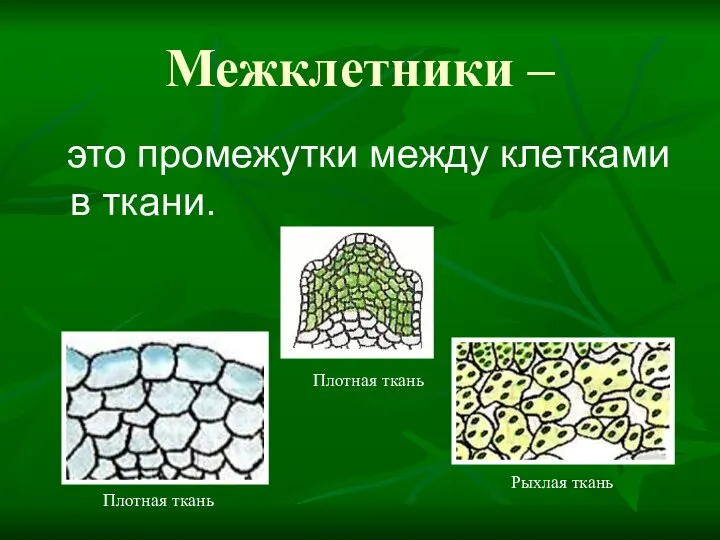 Межклетники – это промежутки между клетками в ткани. Плотная ткань Плотная ткань Рыхлая ткань