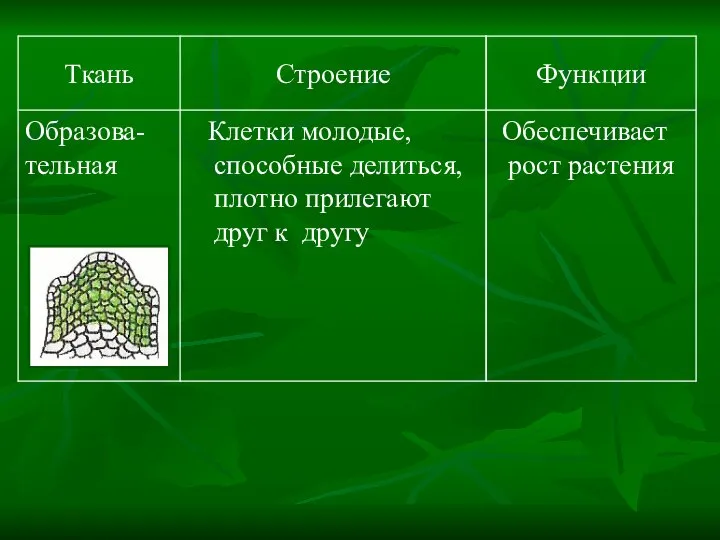 Обеспечивает рост растения Клетки молодые, способные делиться, плотно прилегают друг к другу