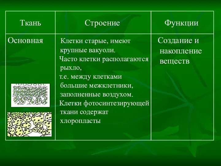 Создание и накопление веществ Клетки старые, имеют крупные вакуоли. Часто клетки располагаются