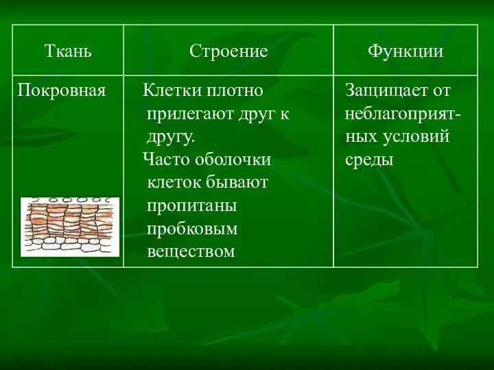 Защищает от неблагоприят- ных условий среды Клетки плотно прилегают друг к другу.