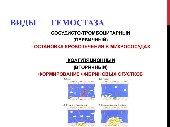 ВИДЫ ГЕМОСТАЗА СОСУДИСТО-ТРОМБОЦИТАРНЫЙ (ПЕРВИЧНЫЙ) - ОСТАНОВКА КРОВОТЕЧЕНИЯ В МИКРОСОСУДАХ КОАГУЛЯЦИОННЫЙ (ВТОРИЧНЫЙ) ФОРМИРОВАНИЕ ФИБРИНОВЫХ СГУСТКОВ