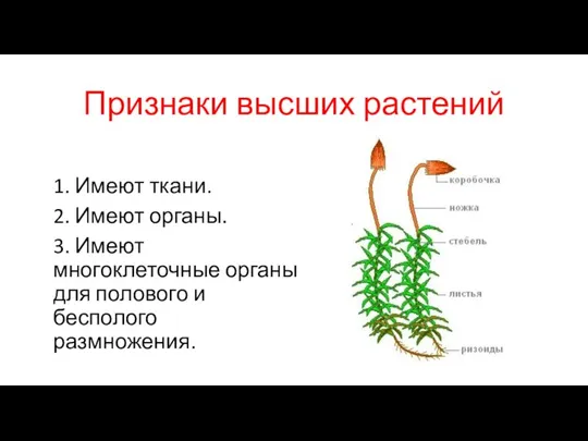 Признаки высших растений 1. Имеют ткани. 2. Имеют органы. 3. Имеют многоклеточные