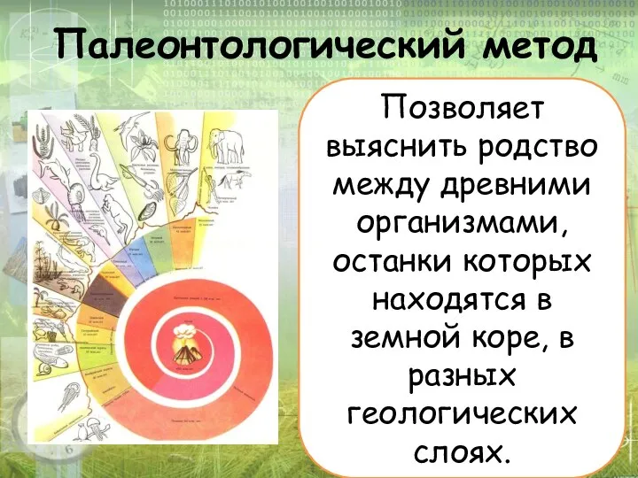 Палеонтологический метод Позволяет выяснить родство между древними организмами, останки которых находятся в