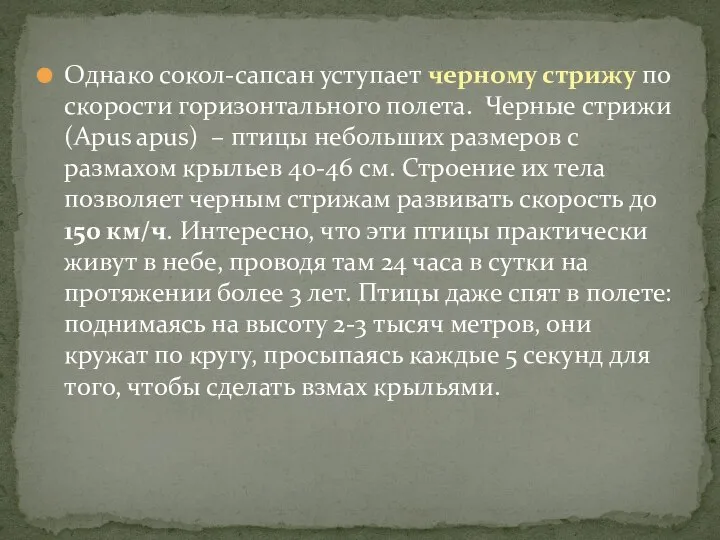 Однако сокол-сапсан уступает черному стрижу по скорости горизонтального полета. Черные стрижи (Apus