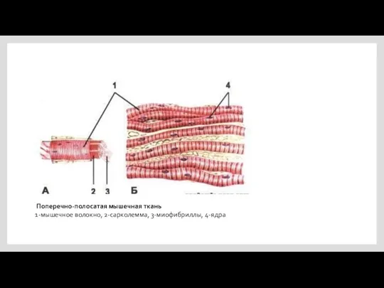 Поперечно-полосатая мышечная ткань 1-мышечное волокно, 2-сарколемма, 3-миофибриллы, 4-ядра