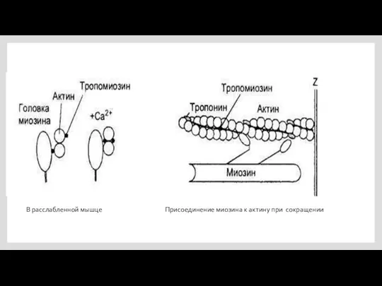 В расслабленной мышце Присоединение миозина к актину при сокращении