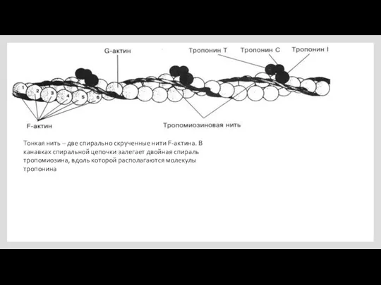 Тонкая нить – две спирально скрученные нити F-актина. В канавках спиральной цепочки