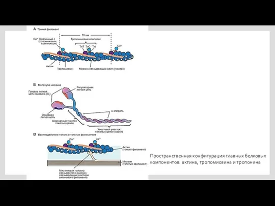 Пространственная конфигурация главных белковых компонентов: актина, тропомиозина и тропонина