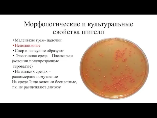 Морфологические и культуральные свойства шигелл Маленькие грам- палочки Неподвижные Спор и капсул