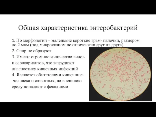 Общая характеристика энтеробактерий 1. По морфологии – маленькие короткие грам- палочки, размером