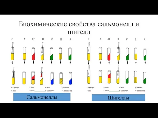 Биохимические свойства сальмонелл и шигелл Сальмонеллы Шигеллы