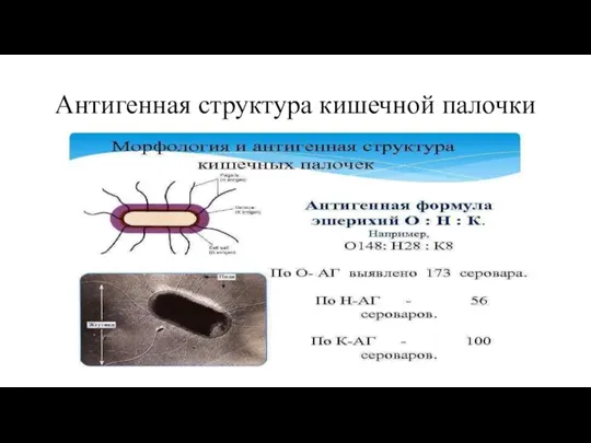 Антигенная структура кишечной палочки