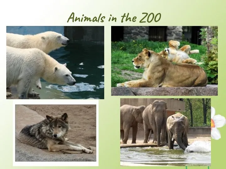 Animals in the ZOO
