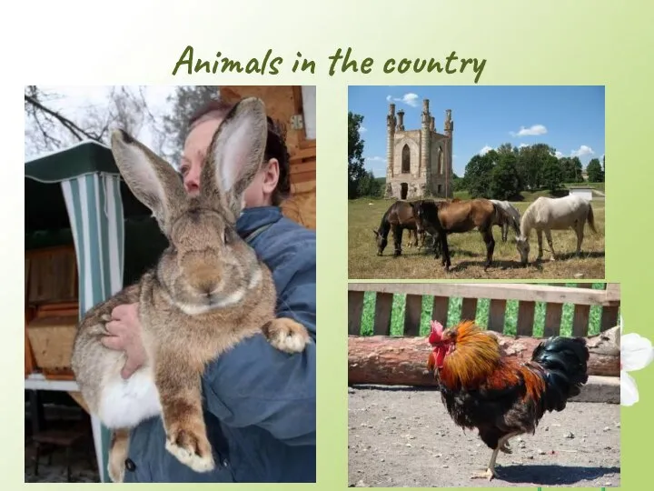 Animals in the country