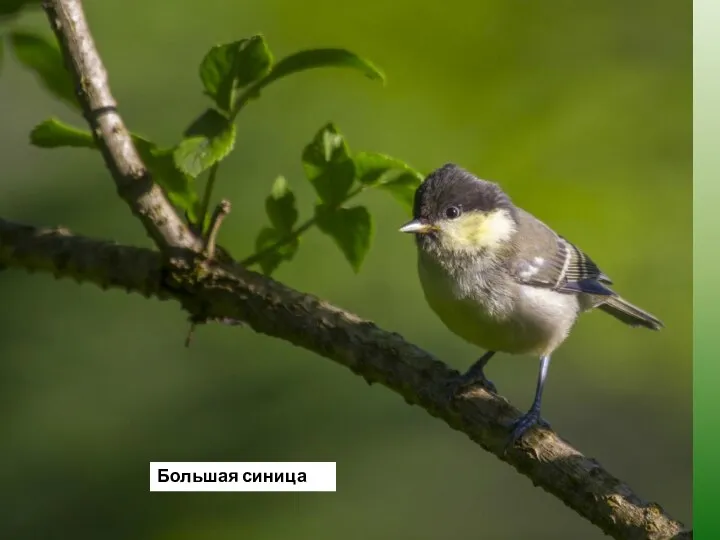 Большая синица