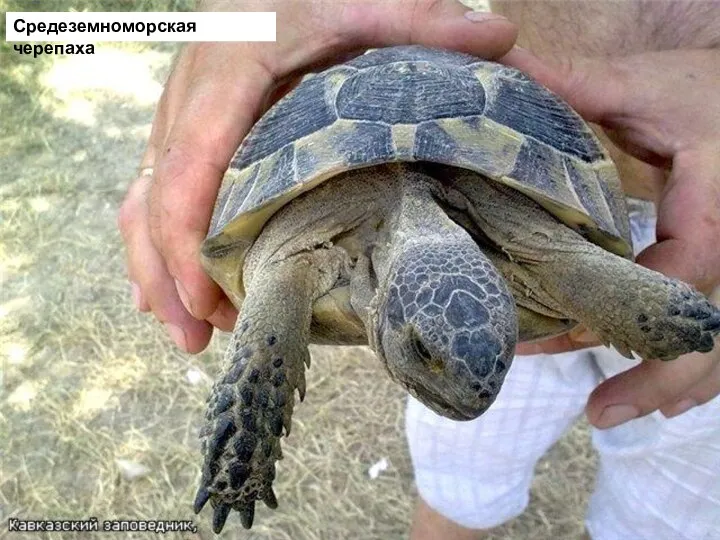 Средеземноморская черепаха