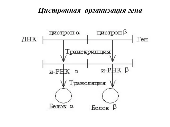 Цистронная организация гена