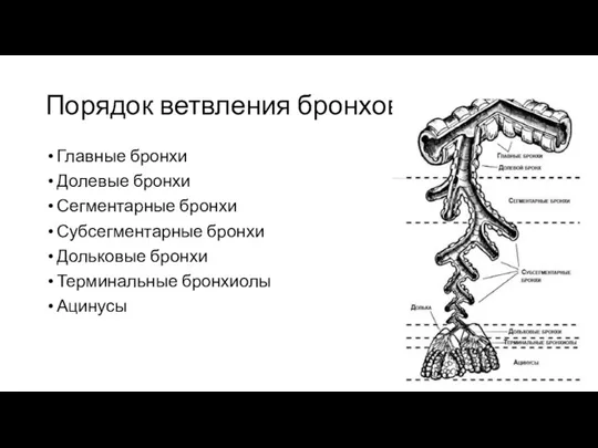 Порядок ветвления бронхов Главные бронхи Долевые бронхи Сегментарные бронхи Субсегментарные бронхи Дольковые бронхи Терминальные бронхиолы Ацинусы