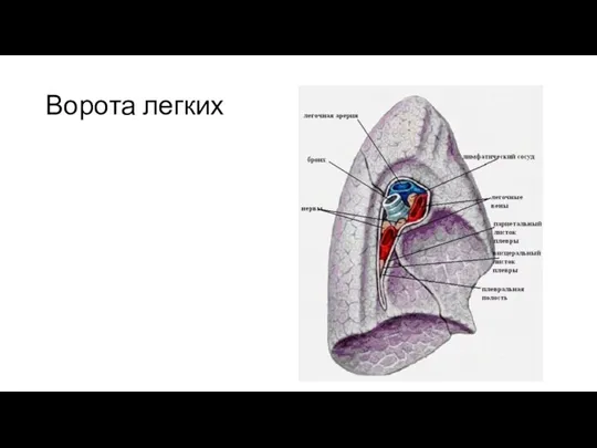 Ворота легких