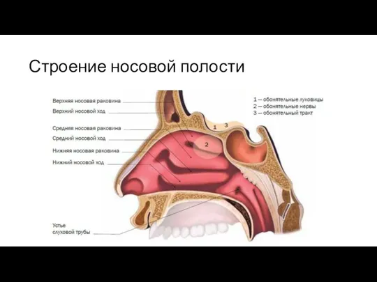 Строение носовой полости