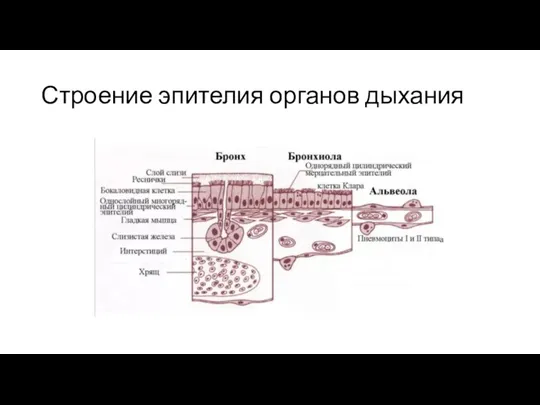 Строение эпителия органов дыхания