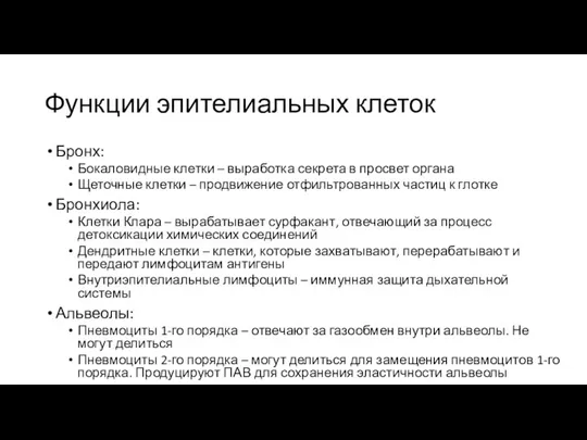 Функции эпителиальных клеток Бронх: Бокаловидные клетки – выработка секрета в просвет органа