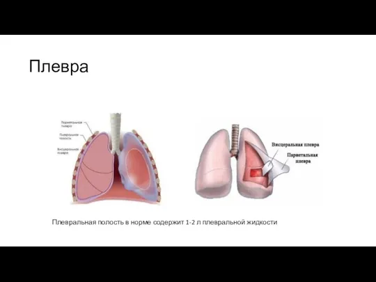 Плевра Плевральная полость в норме содержит 1-2 л плевральной жидкости