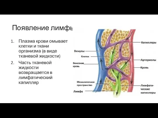 Появление лимфы Плазма крови омывает клетки и ткани организма (в виде тканевой