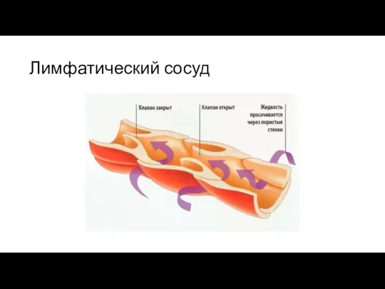 Лимфатический сосуд