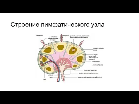 Строение лимфатического узла