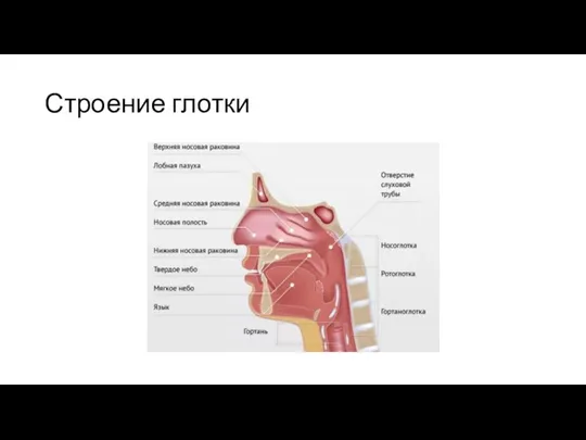 Строение глотки