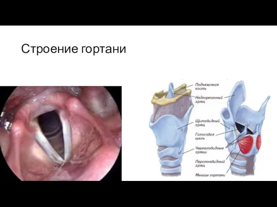 Строение гортани