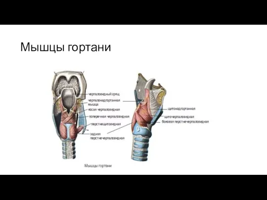 Мышцы гортани